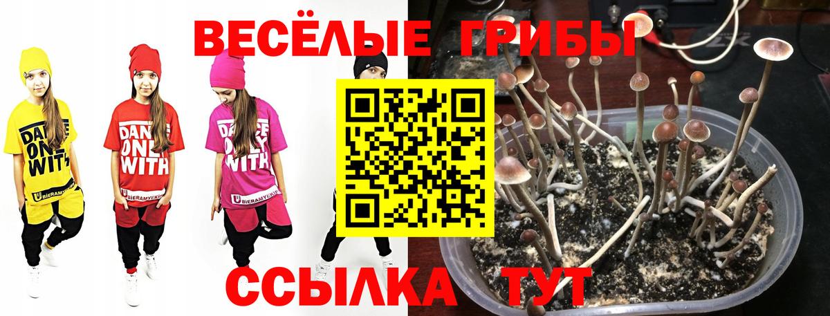 Тайшет  Псилоцибиновые грибы Psilocybe  Вход с VPN 